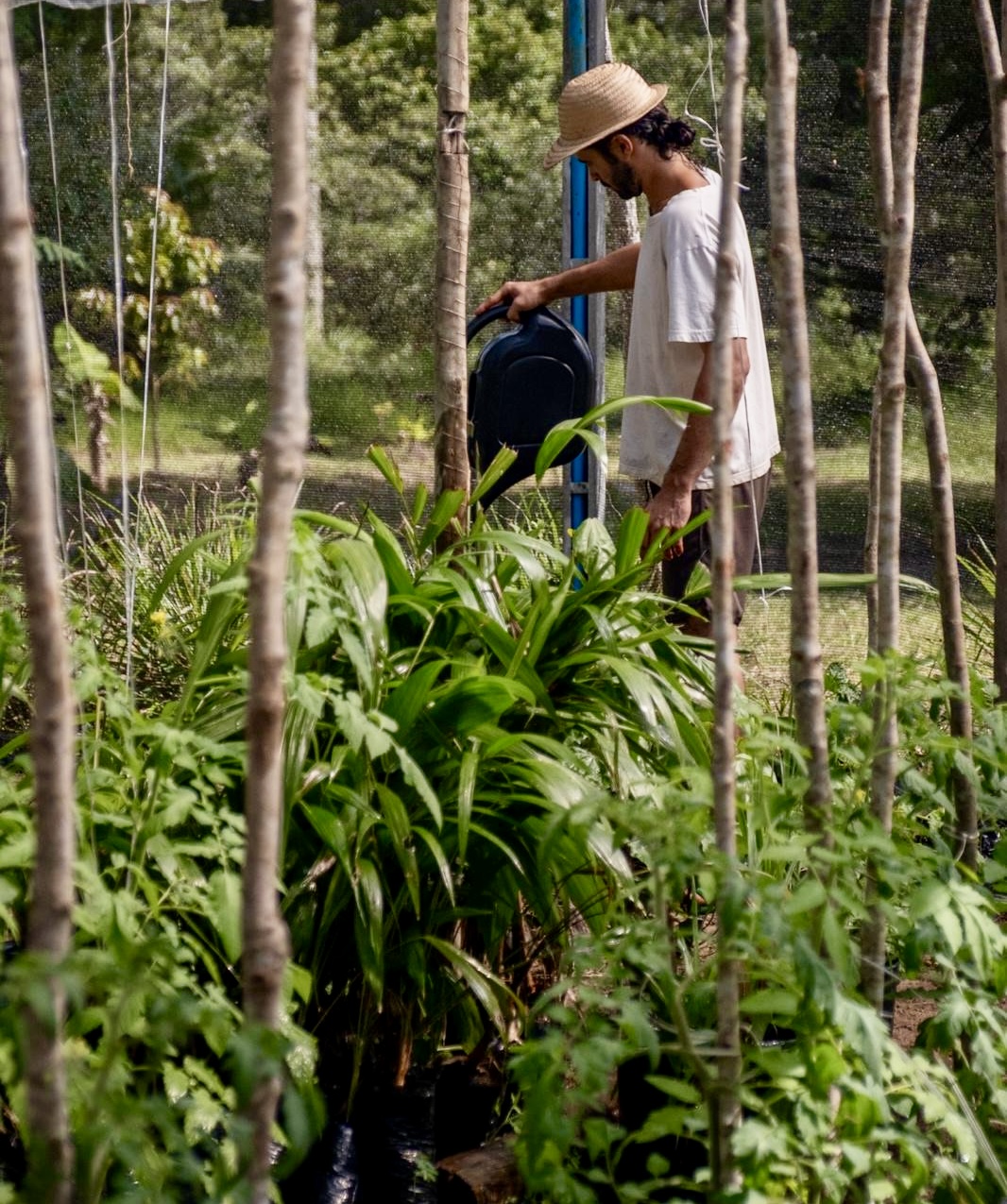 Agricultor regando plantas na agrofloresta da Fazenda Quebra-Pote